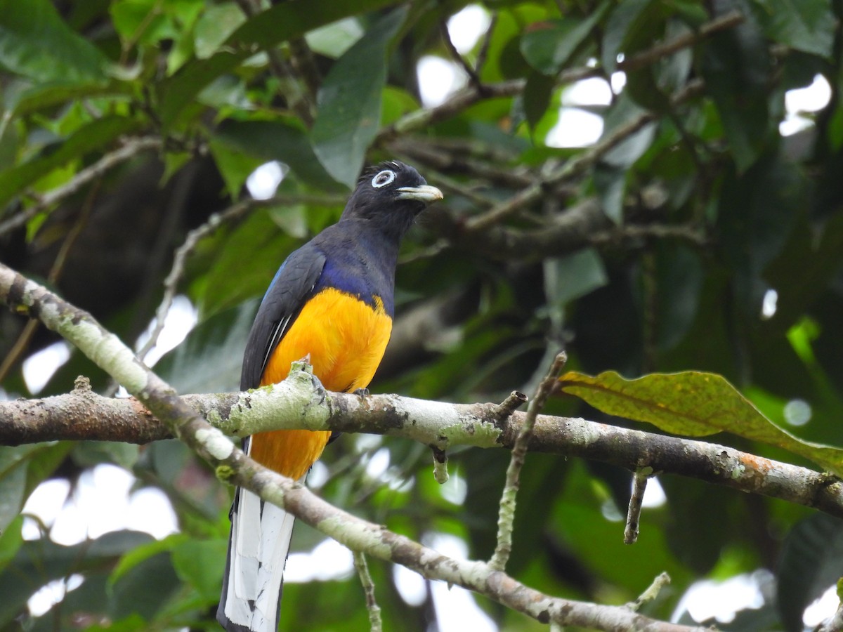 White-tailed Trogon - Eduar Paez