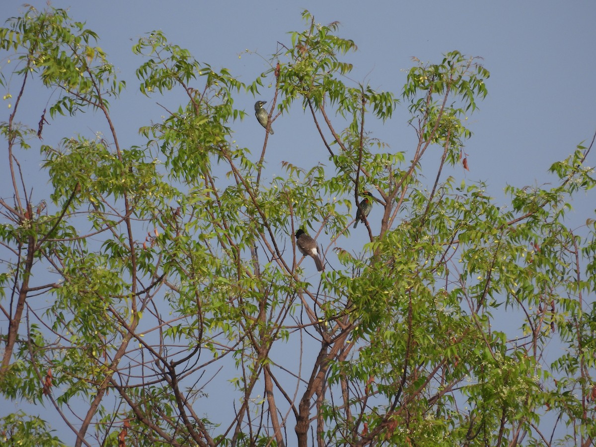 Bulbul à ventre rouge - ML618879507