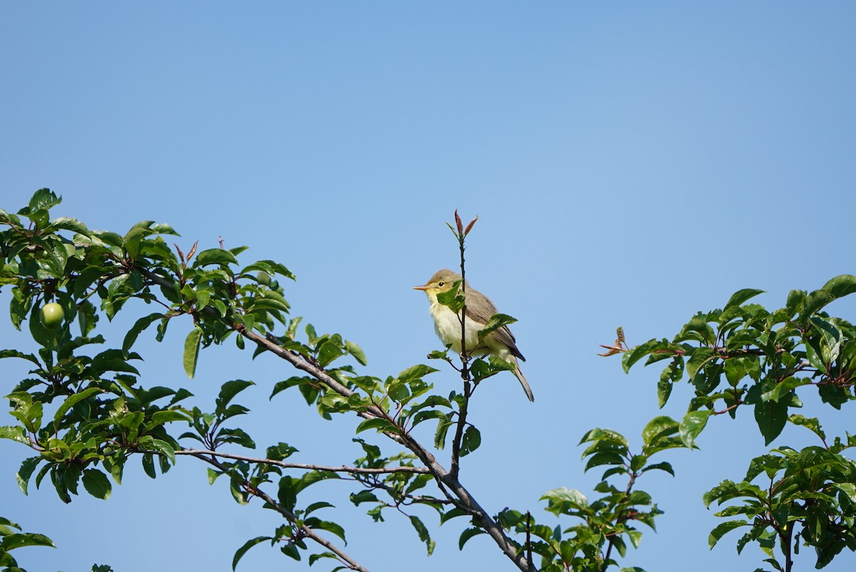 Melodious Warbler - Raul Pascual