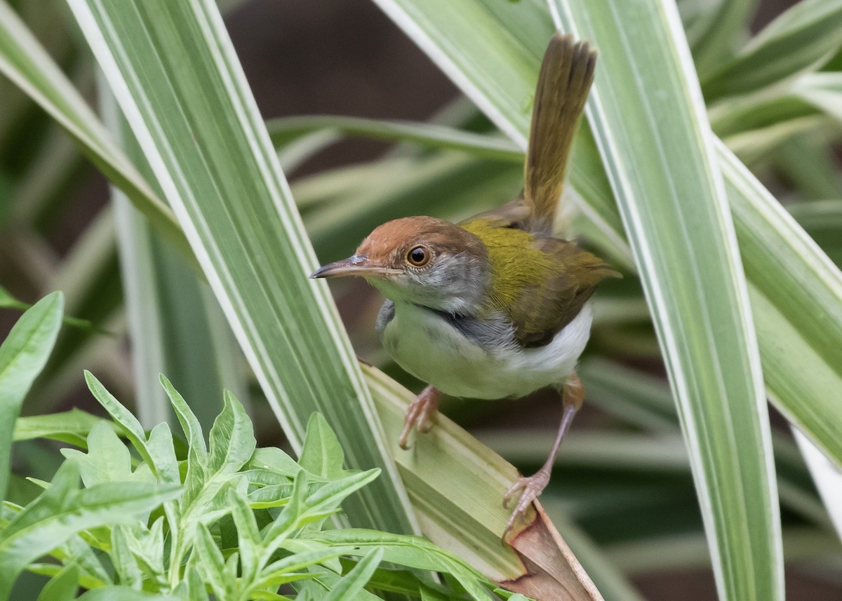 Common Tailorbird - Moditha Kodikara Arachchi