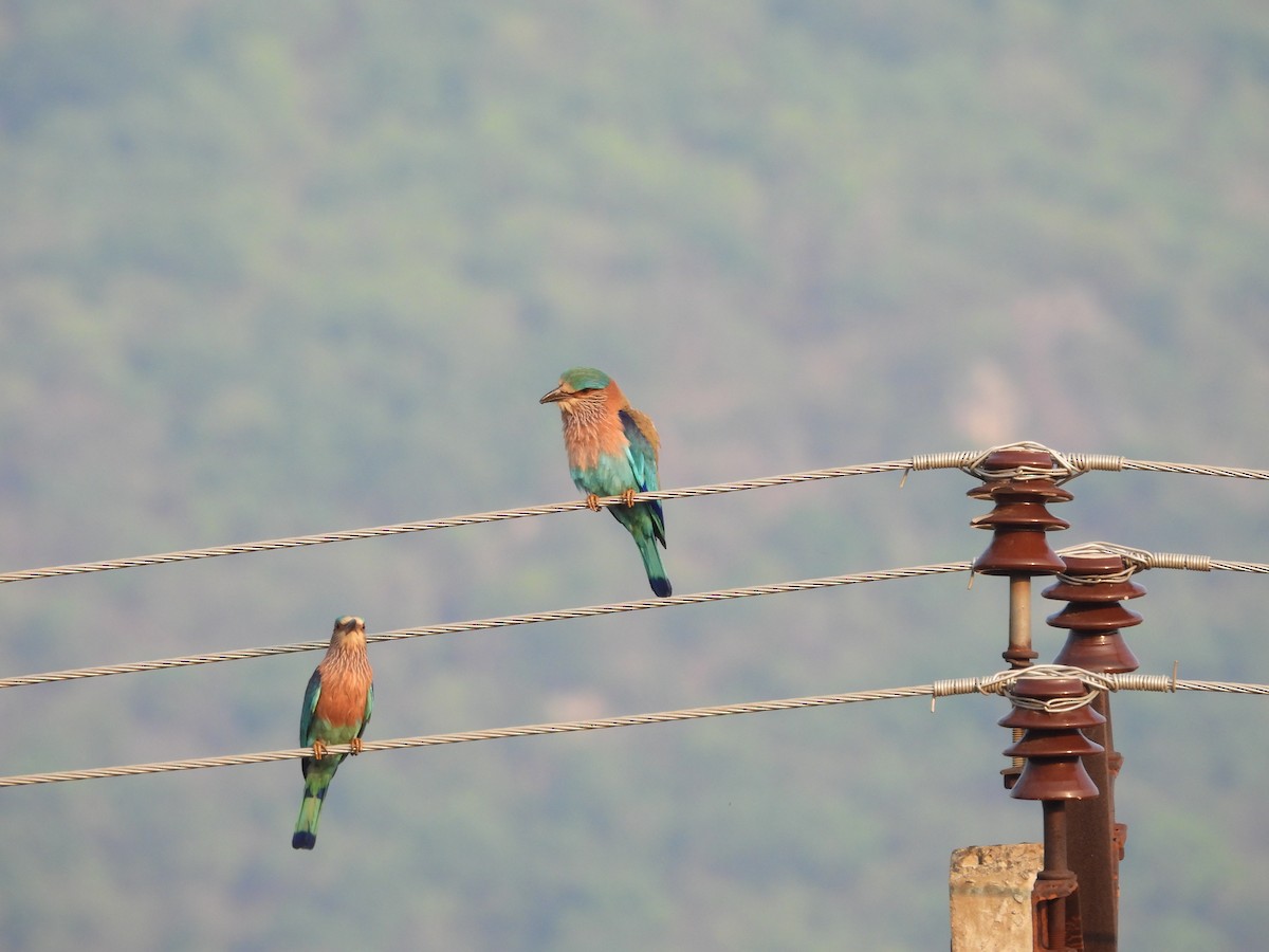 Indian Roller - Naveen Kumar S