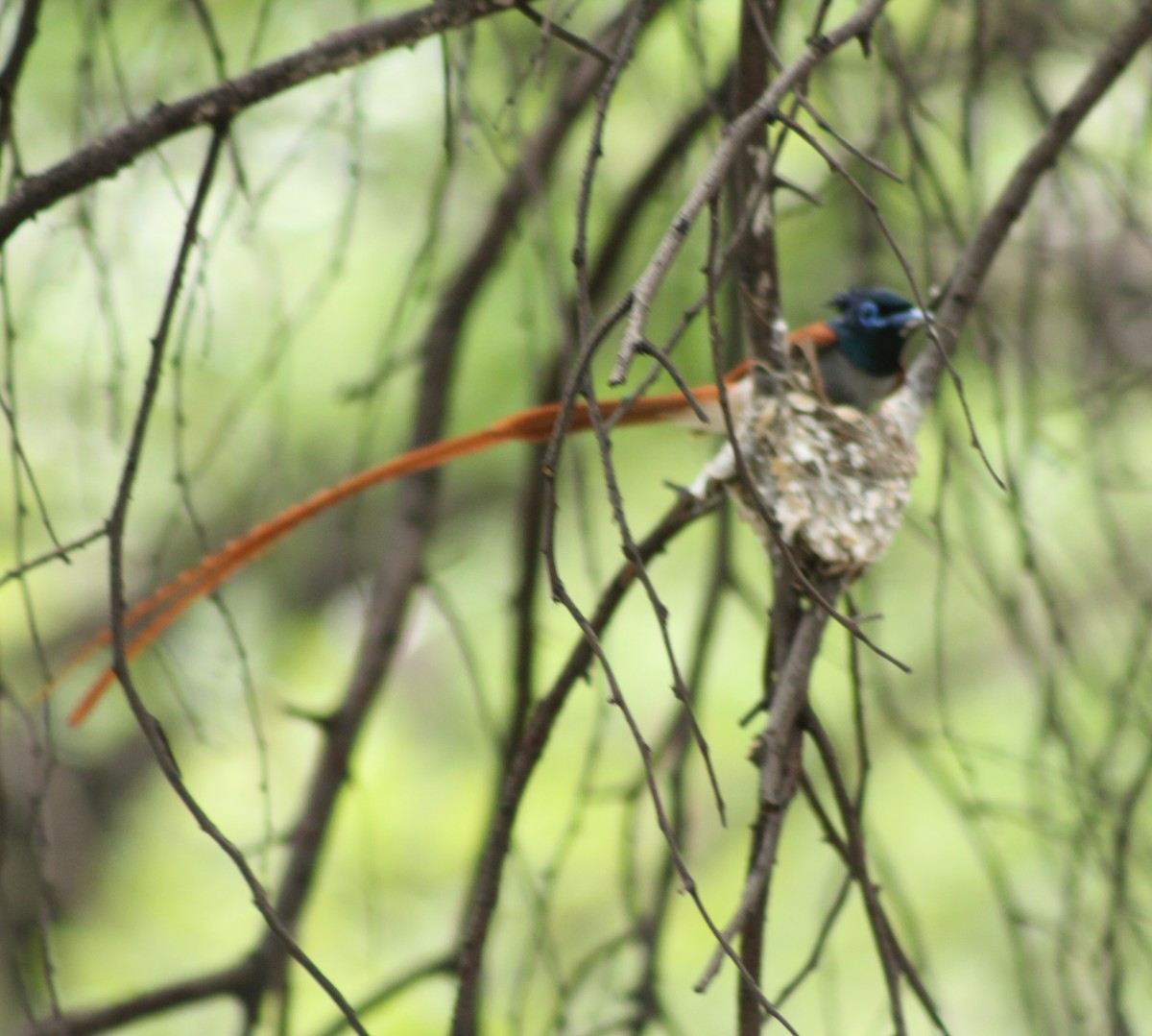 Indian Paradise-Flycatcher - Madhavi Babtiwale