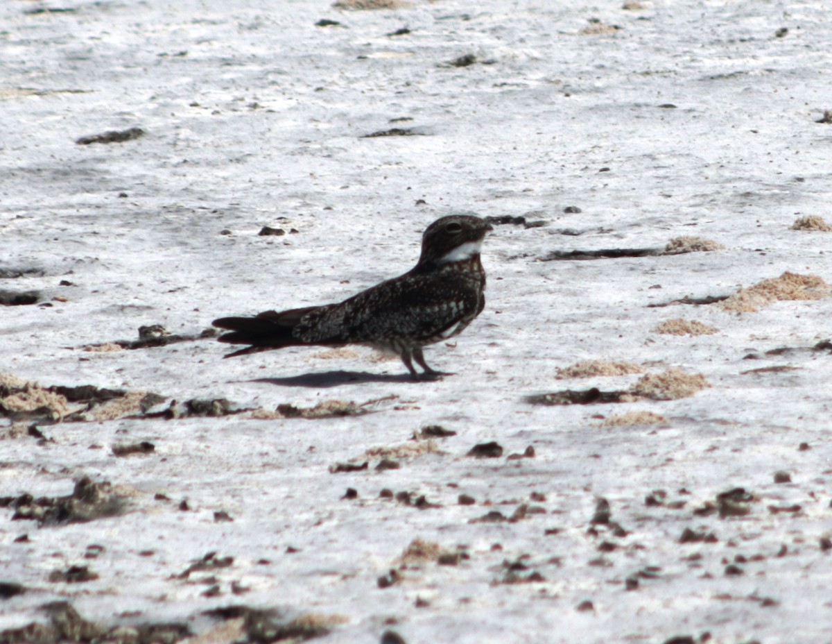 Common Nighthawk - ML618879585
