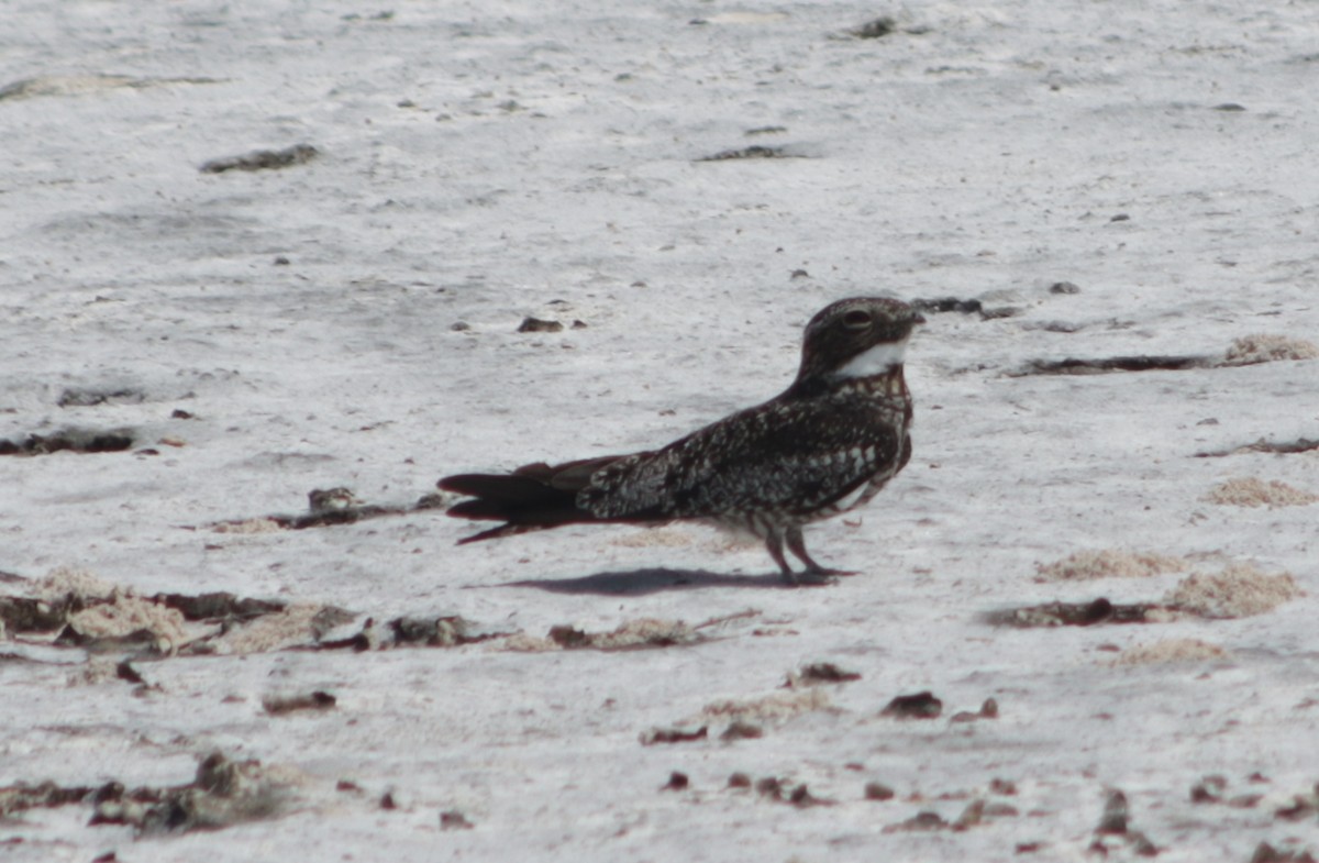 Common Nighthawk - ML618879586
