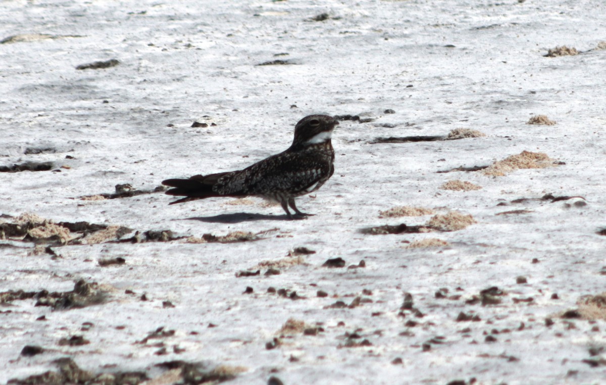 Common Nighthawk - ML618879587