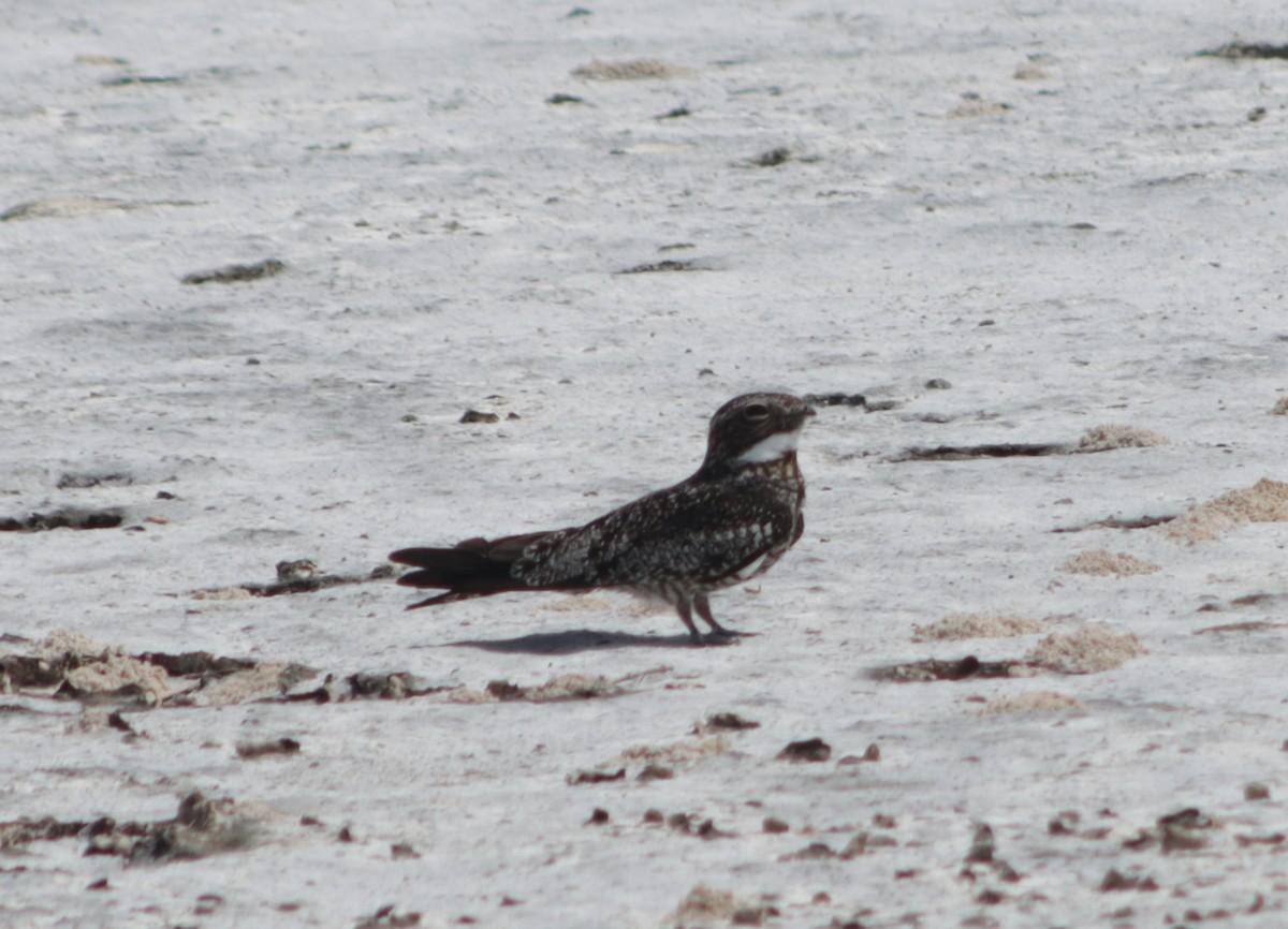 Common Nighthawk - ML618879588