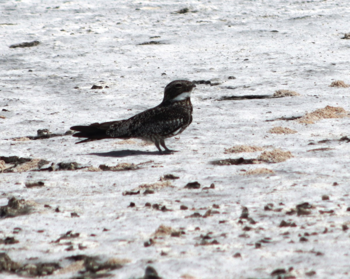 Common Nighthawk - ML618879589