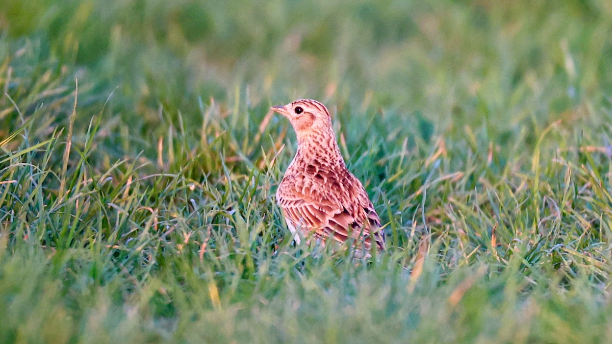 Eurasian Skylark - Samuel Gautier