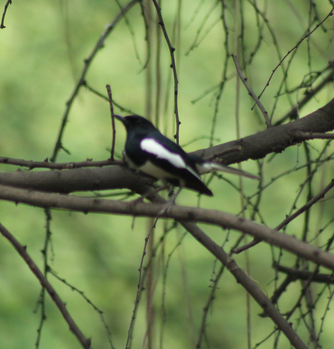 Oriental Magpie-Robin - Madhavi Babtiwale