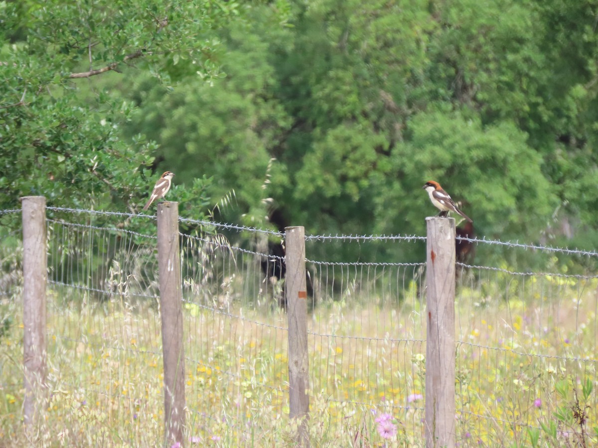 Woodchat Shrike - Luís Custódia