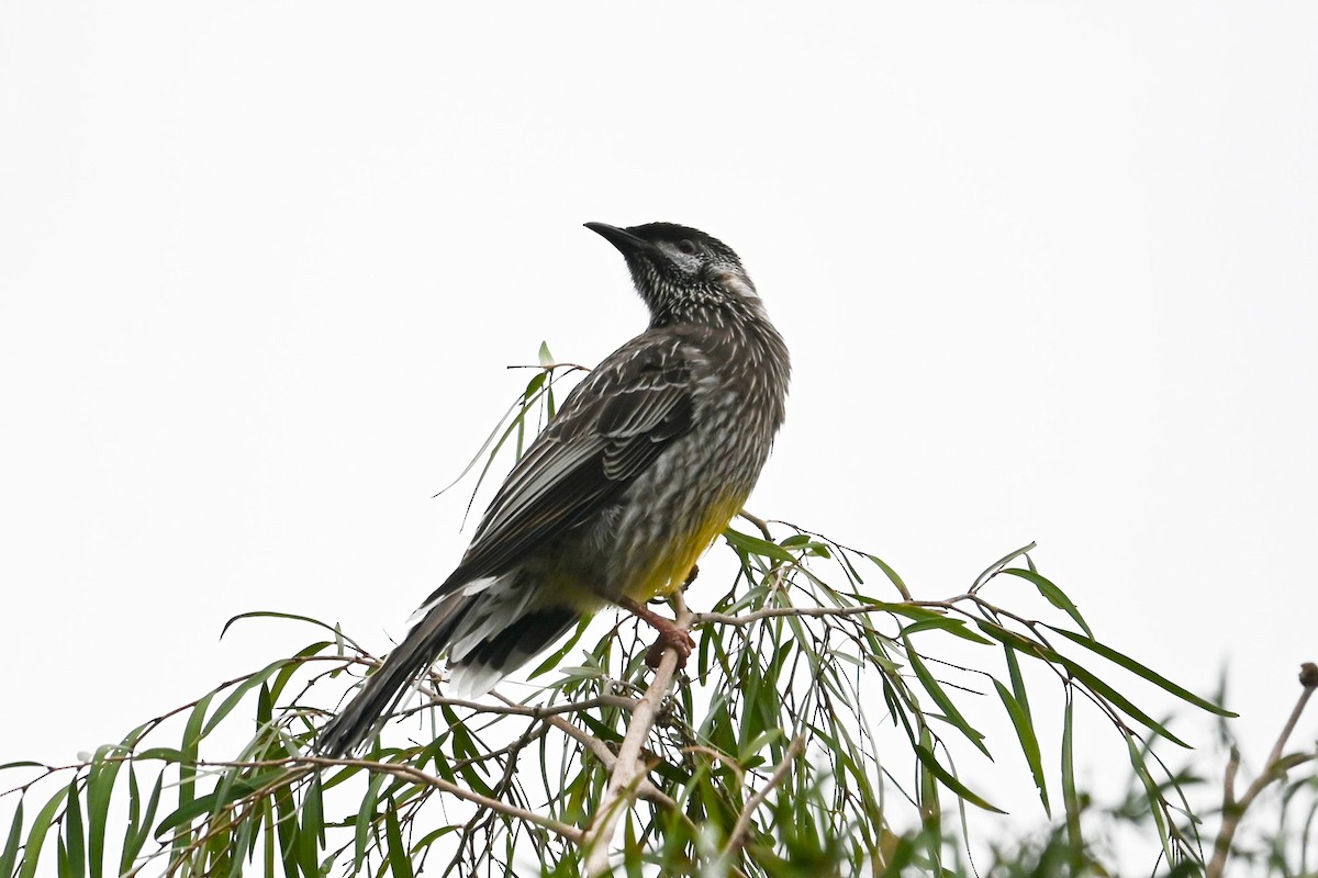 Red Wattlebird - Steve Ryan