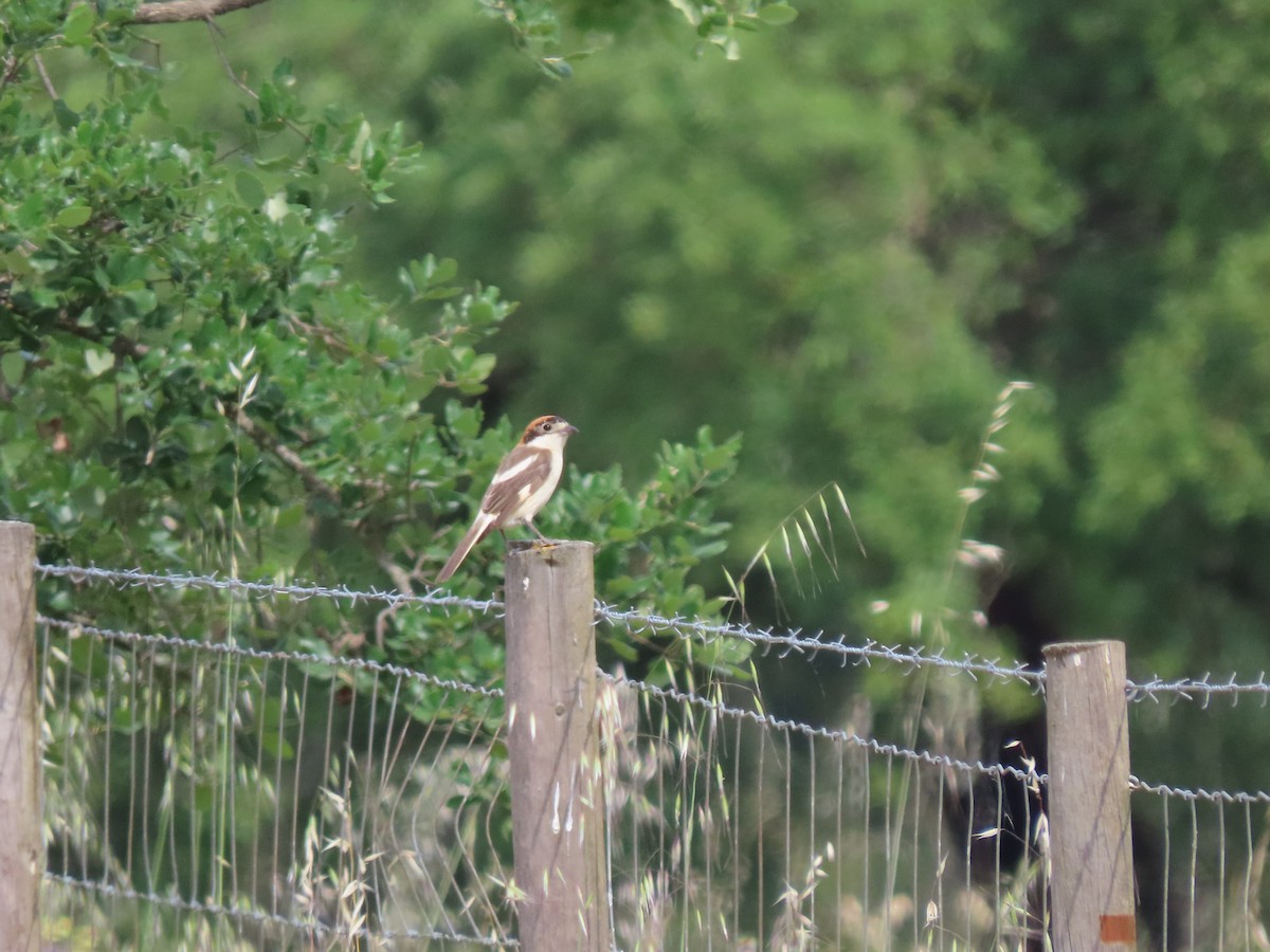 Woodchat Shrike - Luís Custódia