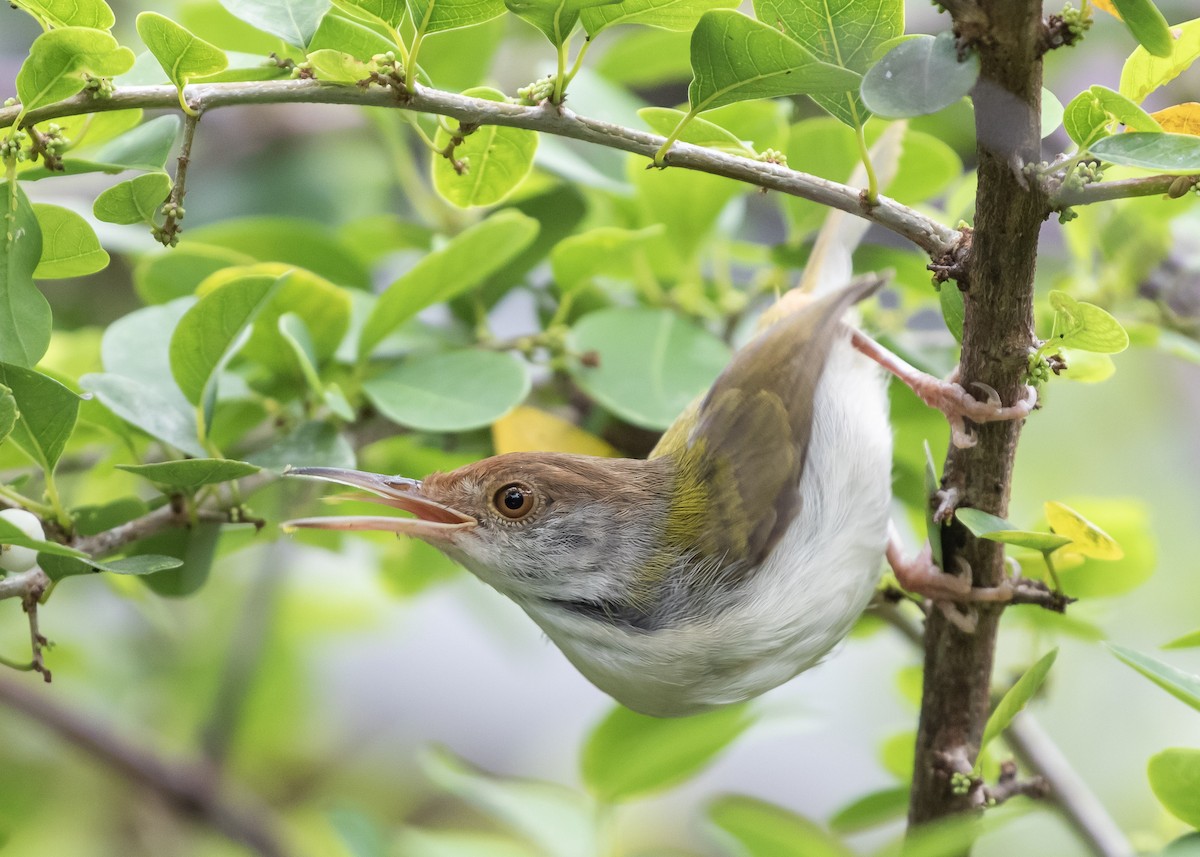 Common Tailorbird - Moditha Kodikara Arachchi