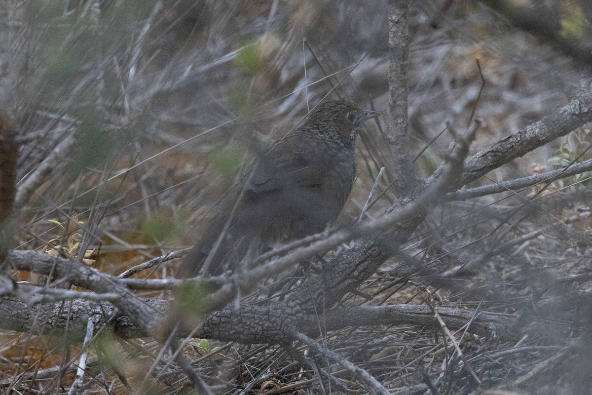 Rufous Bristlebird - ML618879622