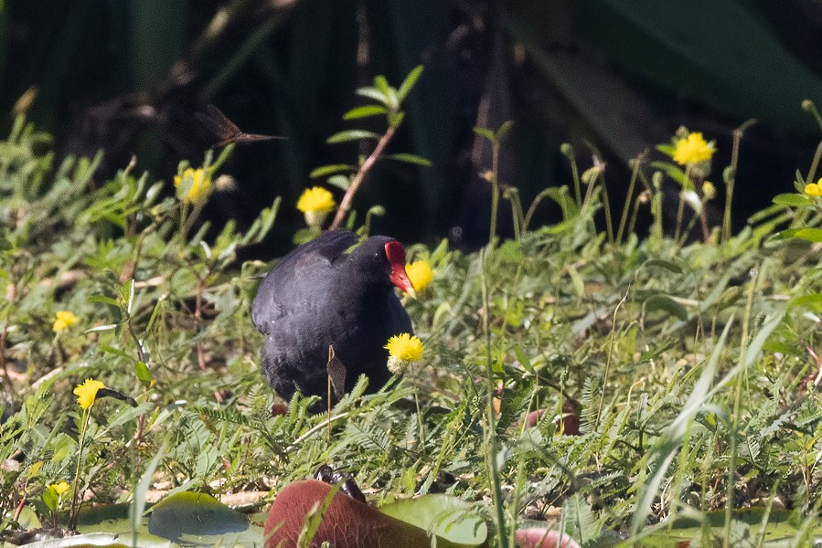 Common Gallinule - Greg Bodker