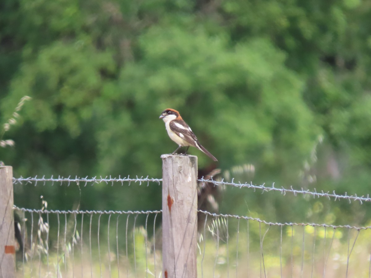 Woodchat Shrike - Luís Custódia