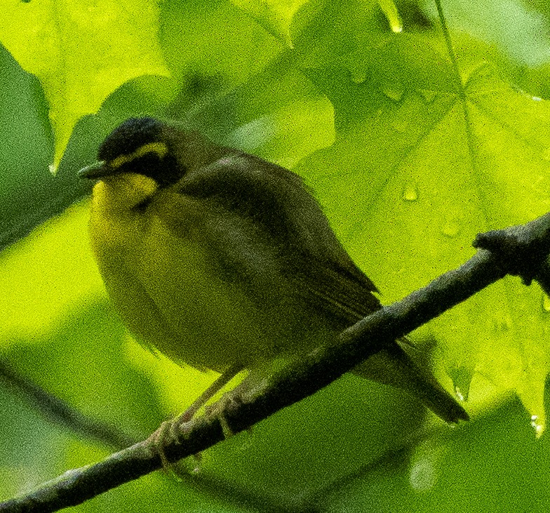 Kentucky Warbler - Sam Zuckerman