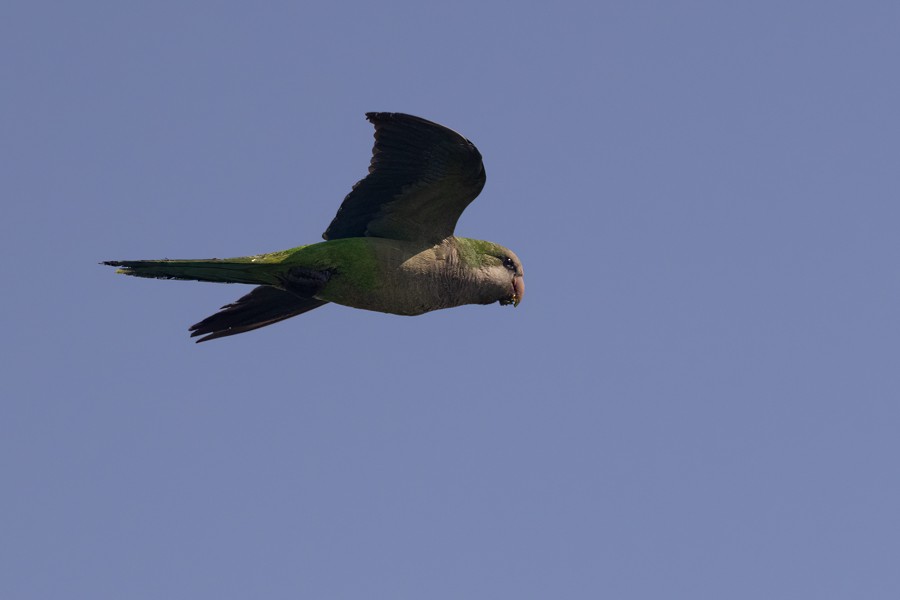 Monk Parakeet - Greg Bodker