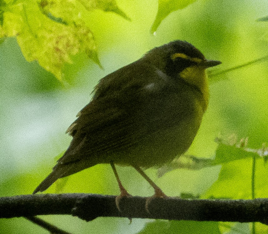 Kentucky Warbler - Sam Zuckerman