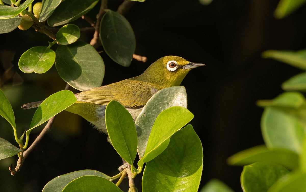 Swinhoe's White-eye - Garret Skead