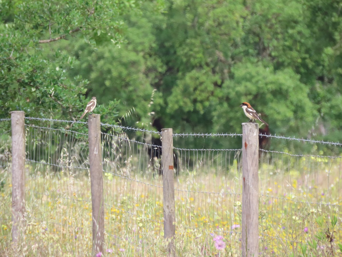 Woodchat Shrike - Luís Custódia