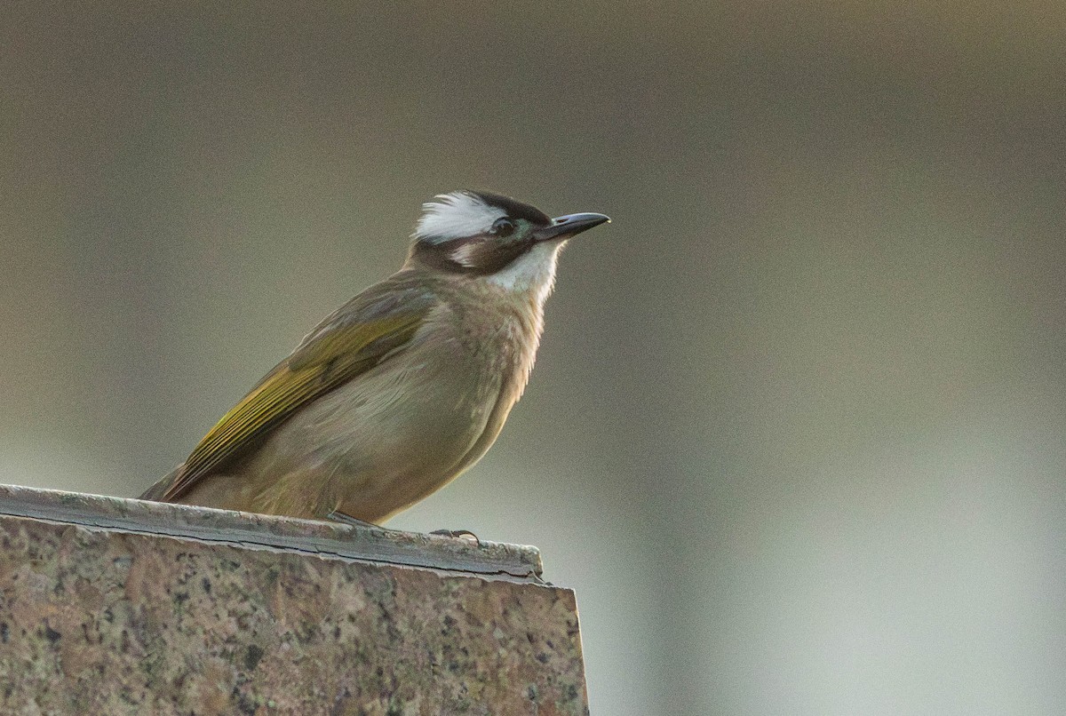 Light-vented Bulbul - Garret Skead