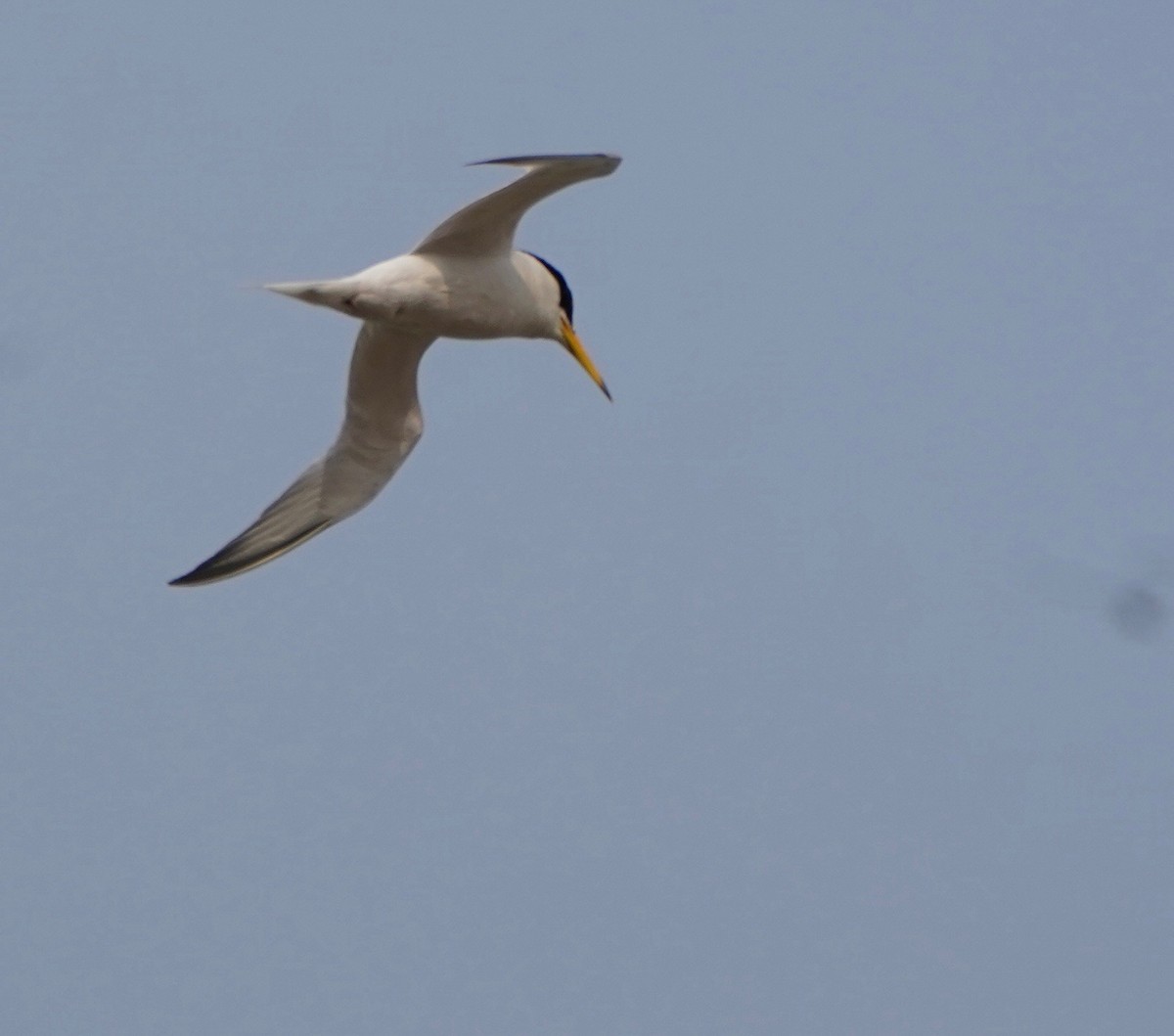 Little Tern - paul griffin