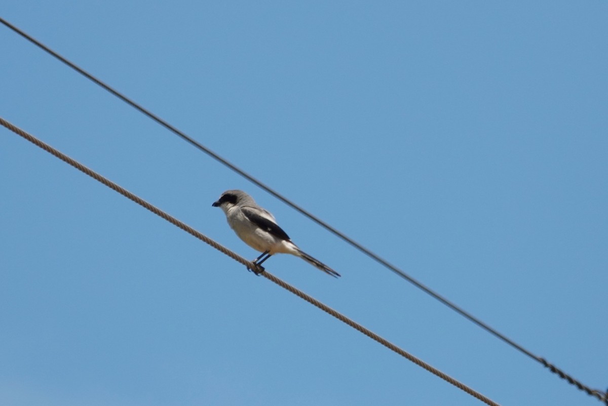 Loggerhead Shrike - ML618879665