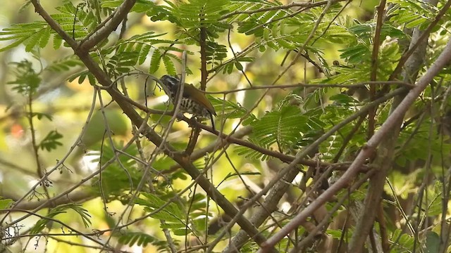 Speckled Piculet - ML618879669