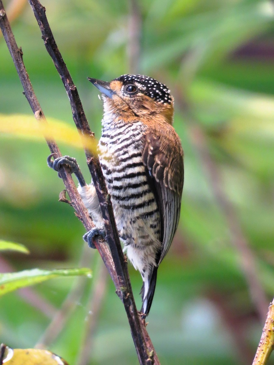 Ochre-collared Piculet - André Tostes Tostes