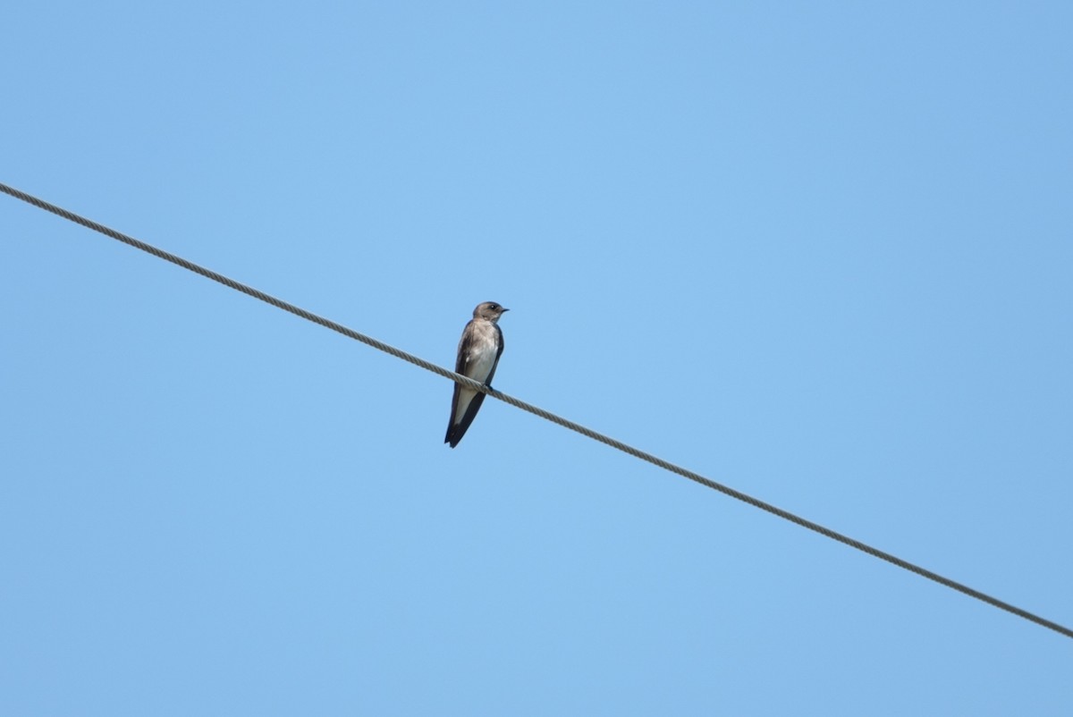 Northern Rough-winged Swallow - deborah grimes