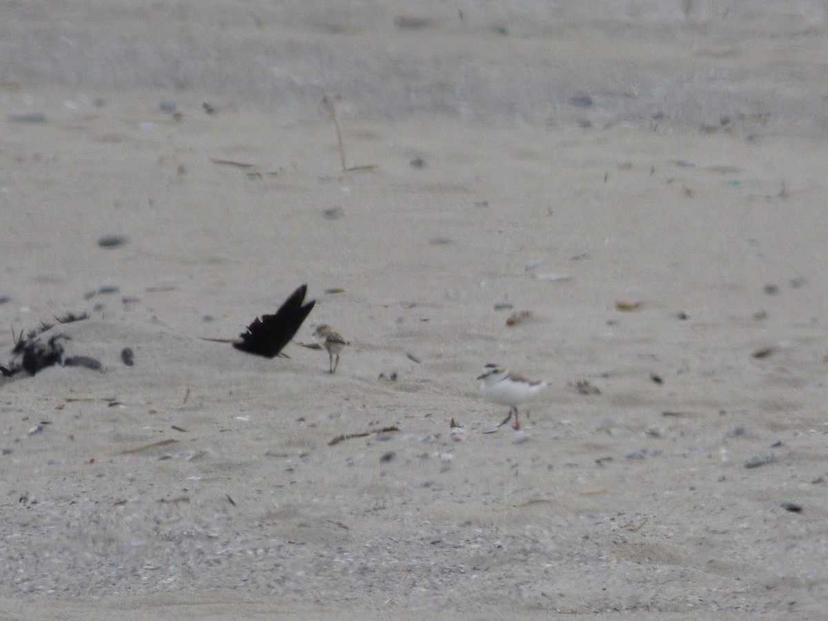 Kentish Plover - Ignacio Fernandez Otero