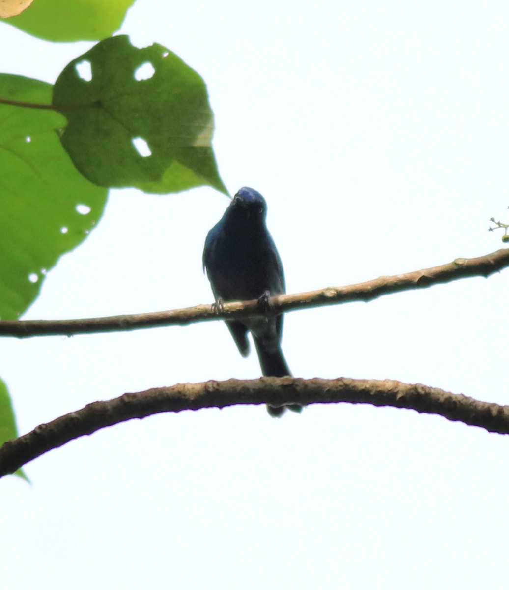 Nilgiri Flycatcher - Afsar Nayakkan