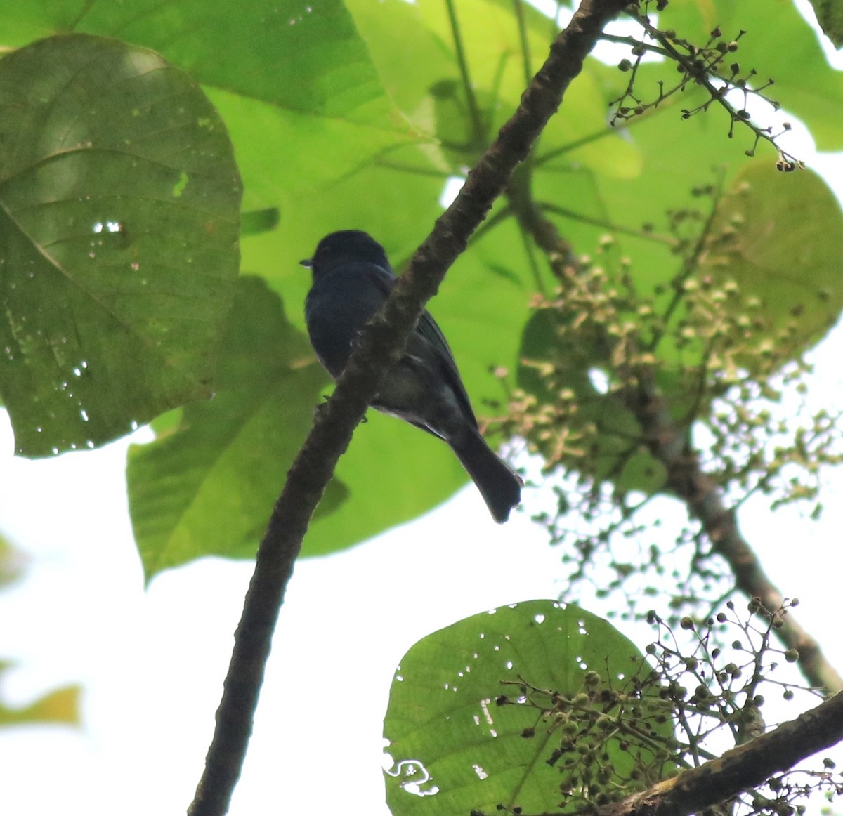 Nilgiri Flycatcher - Afsar Nayakkan