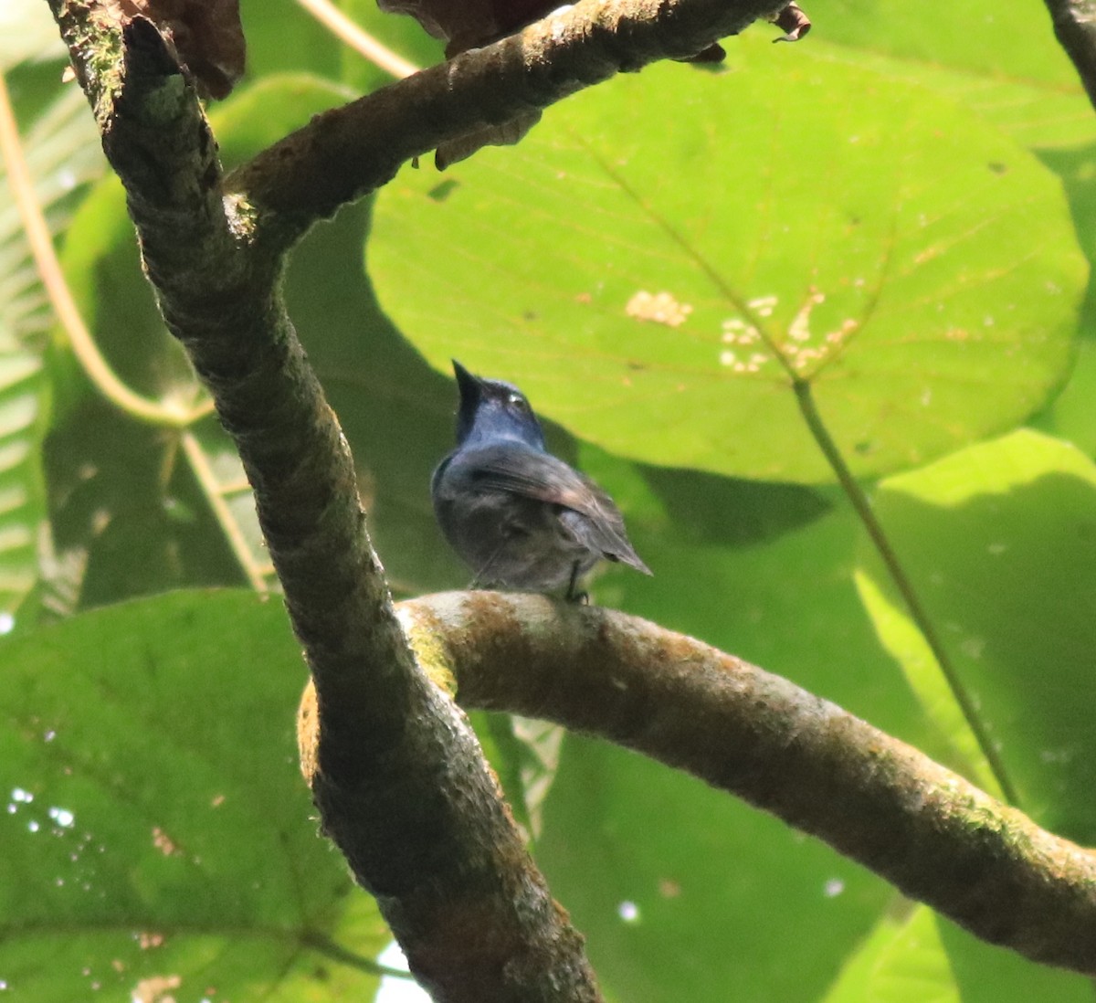 Nilgiri Flycatcher - Afsar Nayakkan