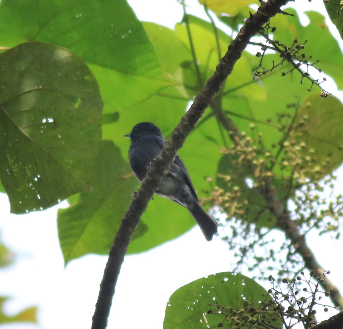 Nilgiri Flycatcher - Afsar Nayakkan