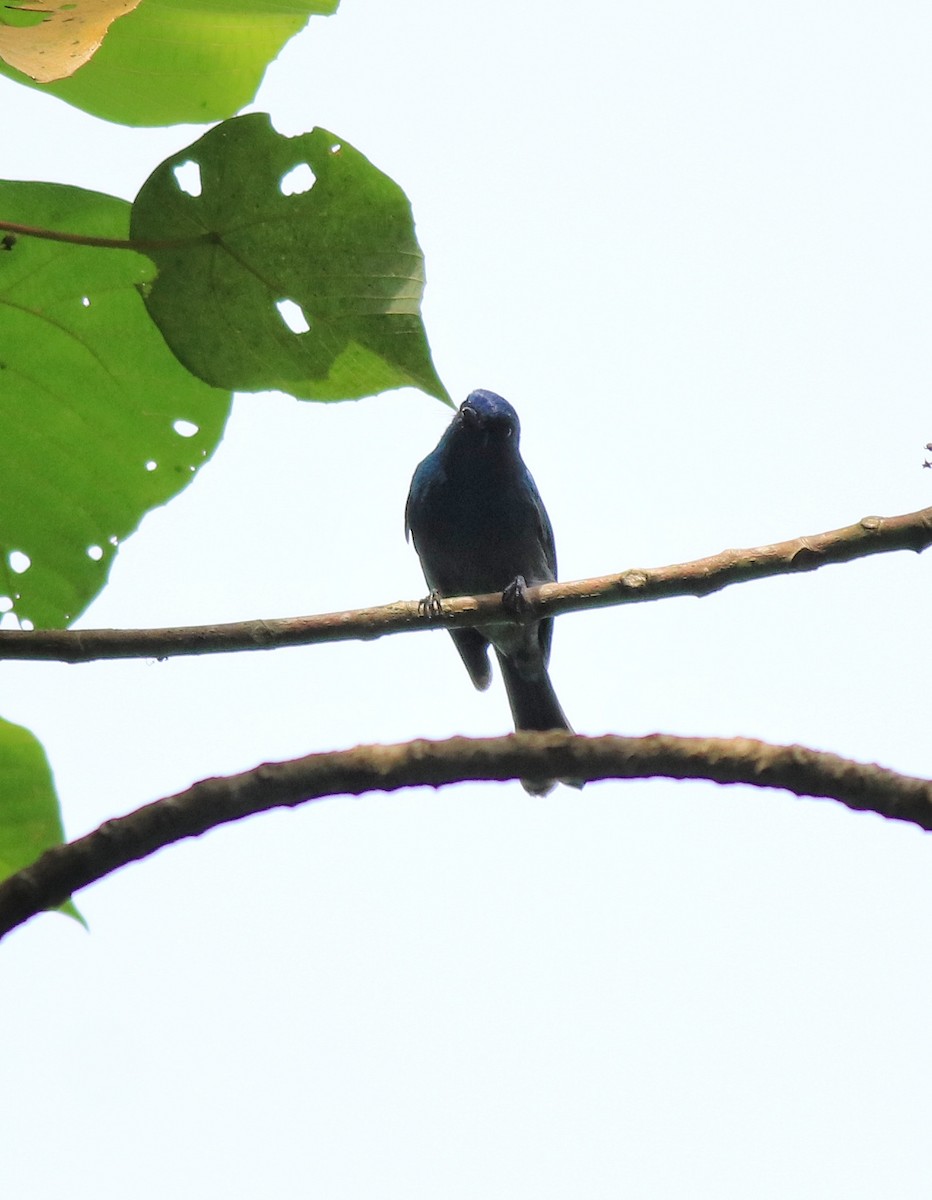 Nilgiri Flycatcher - Afsar Nayakkan