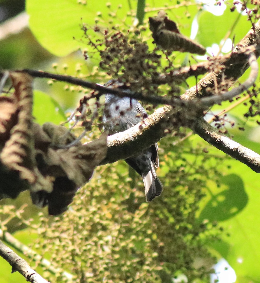 Nilgiri Flycatcher - Afsar Nayakkan