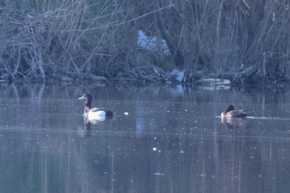 Tufted Duck - Marina Koroleva