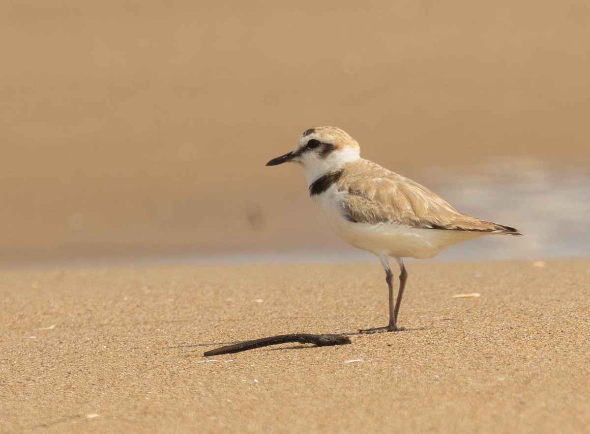 Kentish Plover - Garret Skead