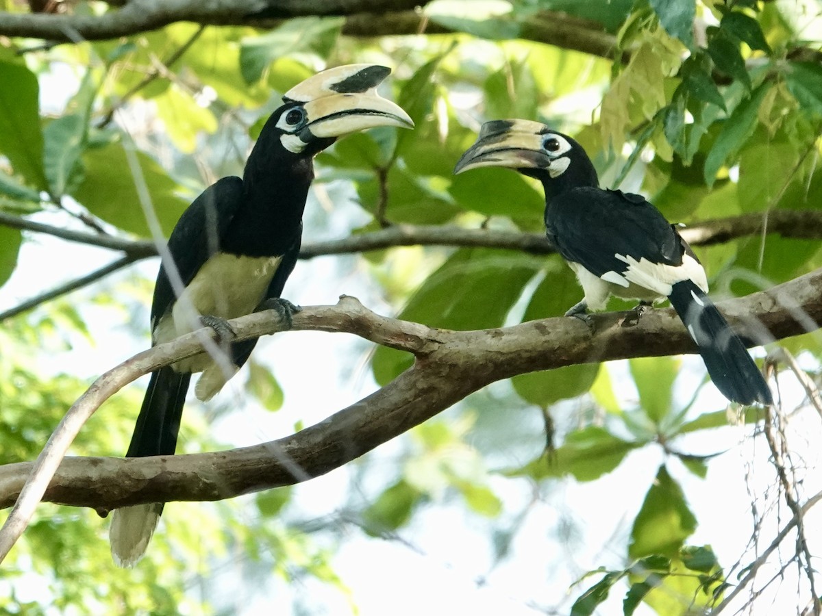 Oriental Pied-Hornbill - Daniel Néron