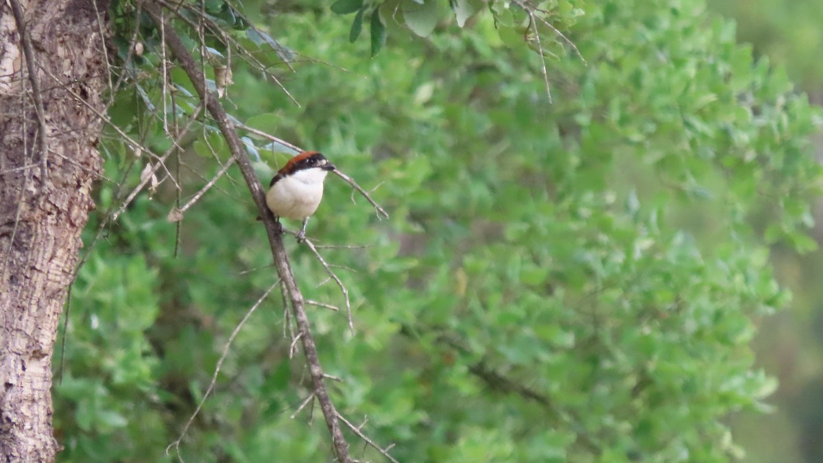 Woodchat Shrike - ML618879770