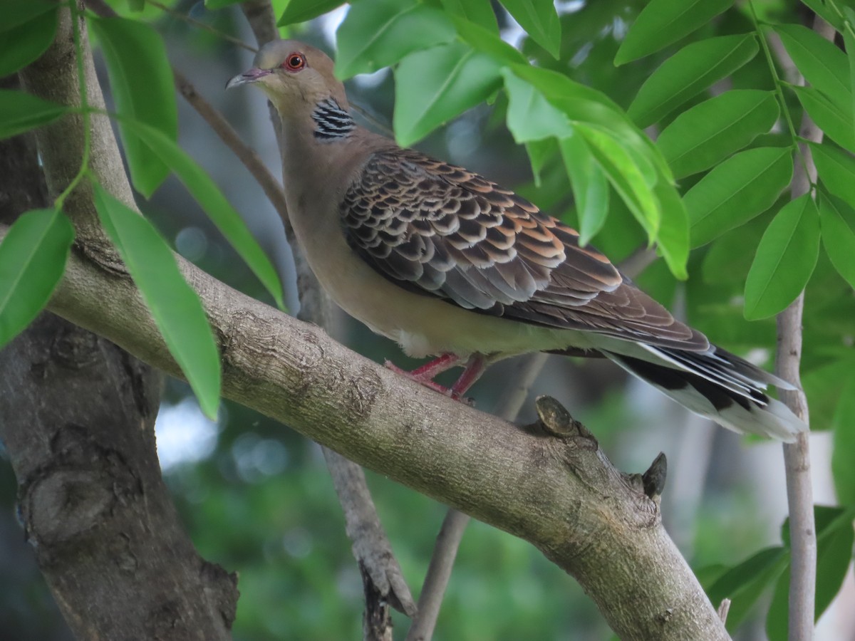 Oriental Turtle-Dove - 韋勳 陳