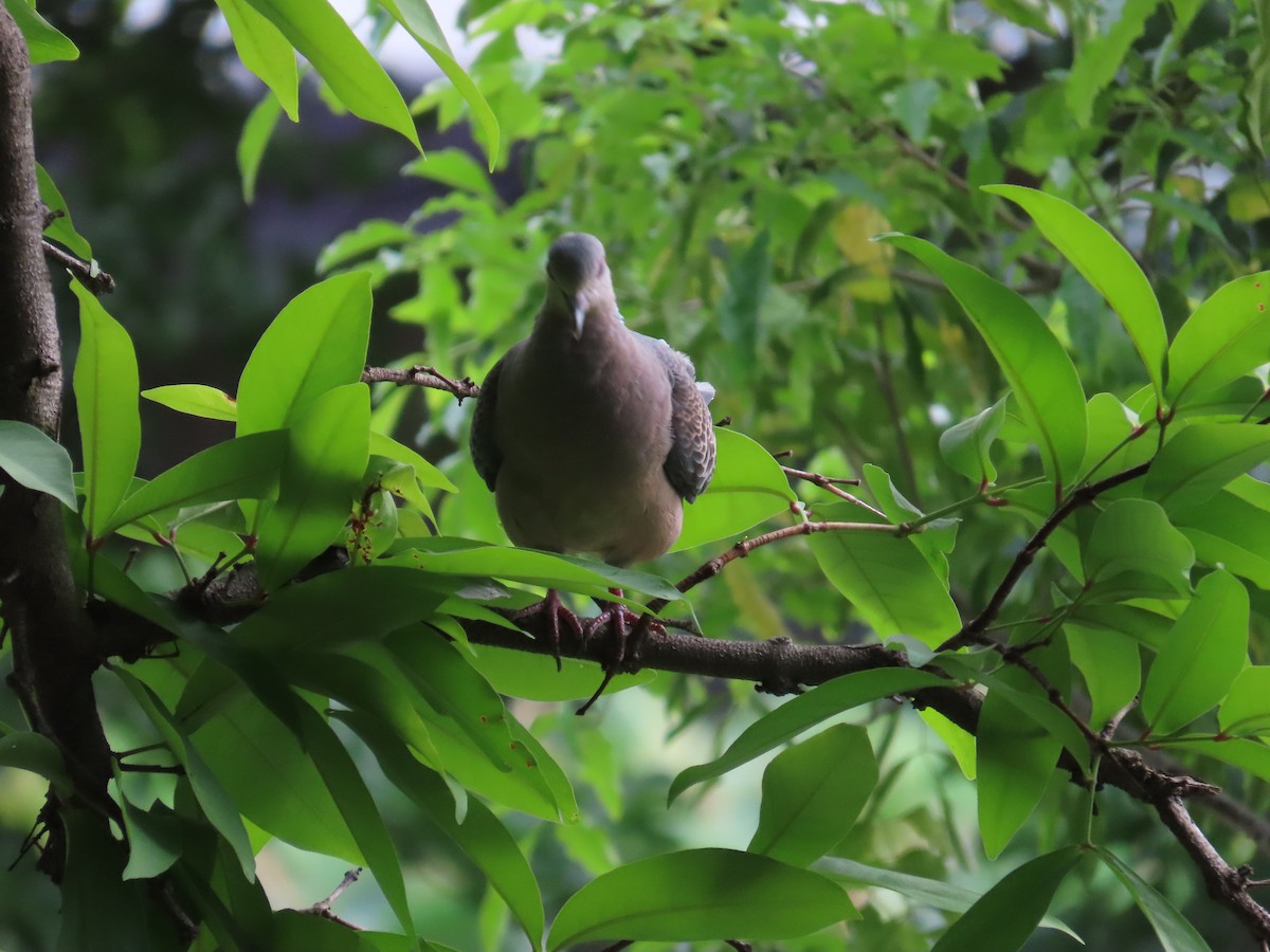 Oriental Turtle-Dove - 韋勳 陳