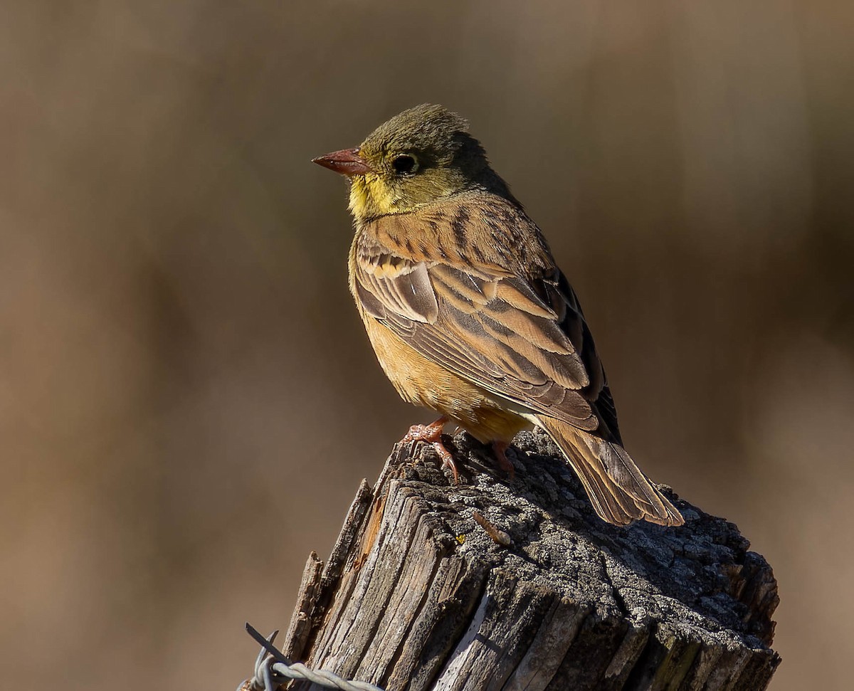 Ortolan Bunting - Luis Albero