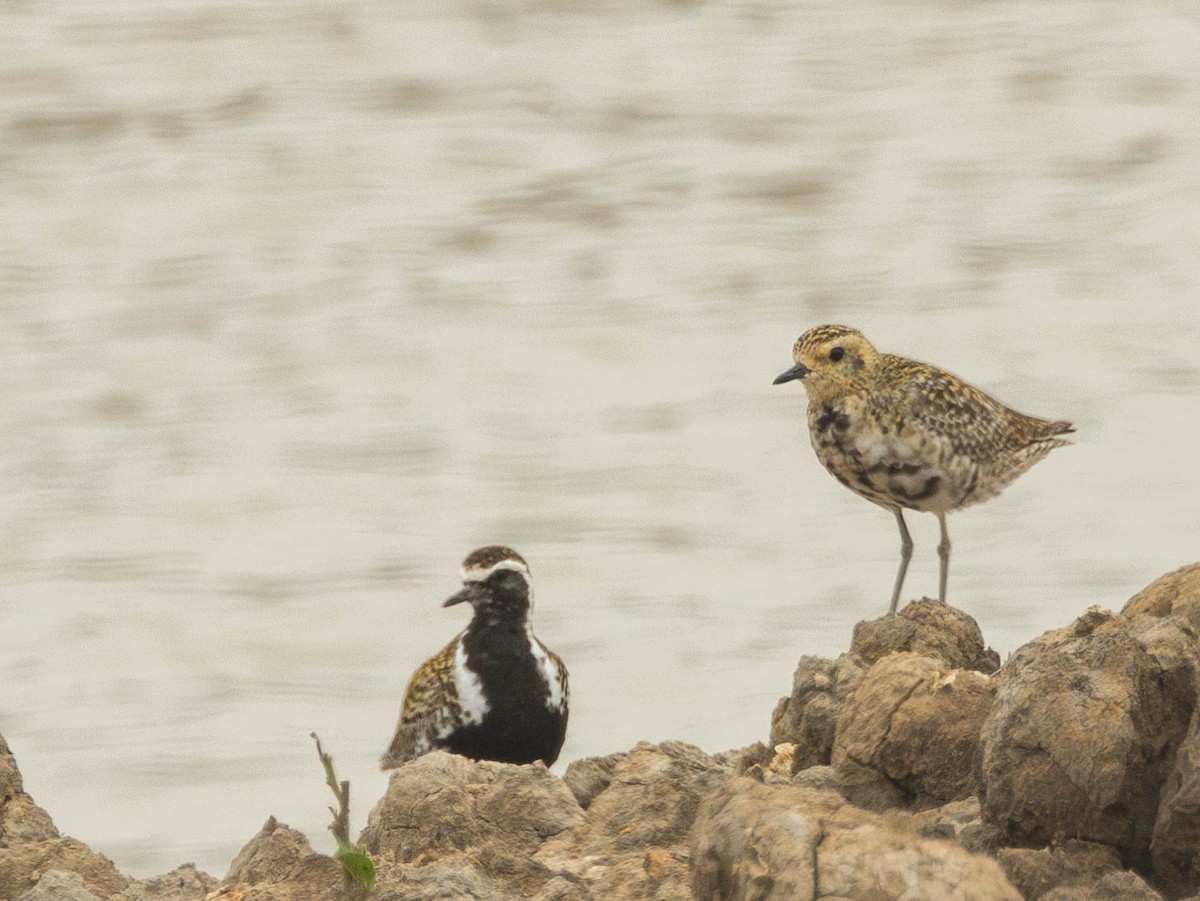 Pacific Golden-Plover - Garret Skead