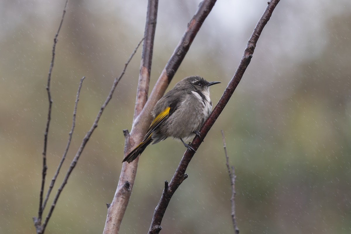 Crescent Honeyeater - Florian Kaumanns