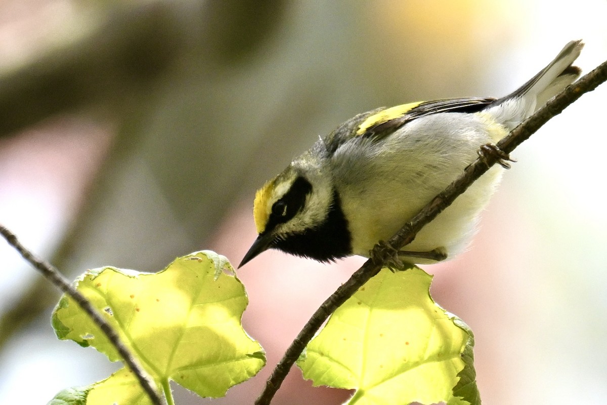 Golden-winged Warbler - Michele Carnerie