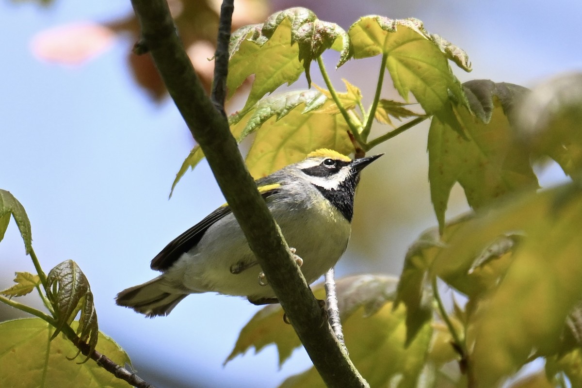 Golden-winged Warbler - Michele Carnerie