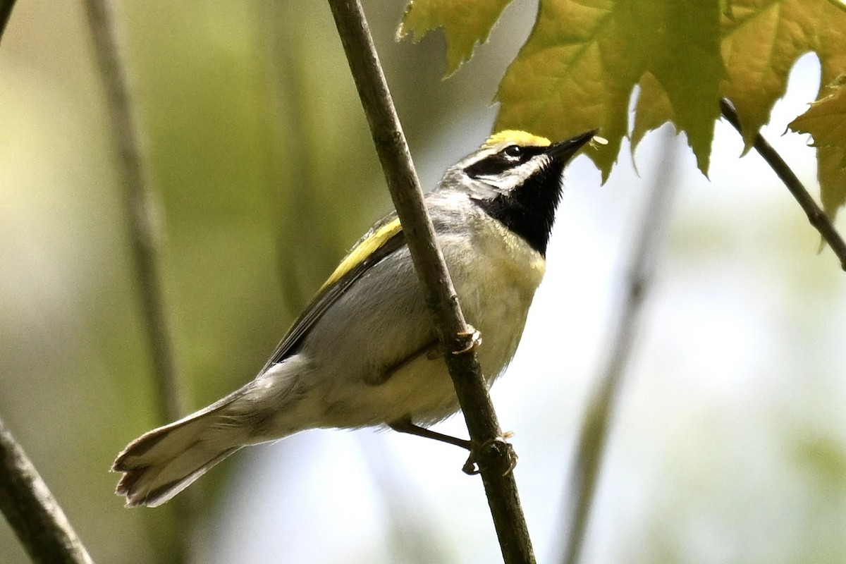 Golden-winged Warbler - Michele Carnerie